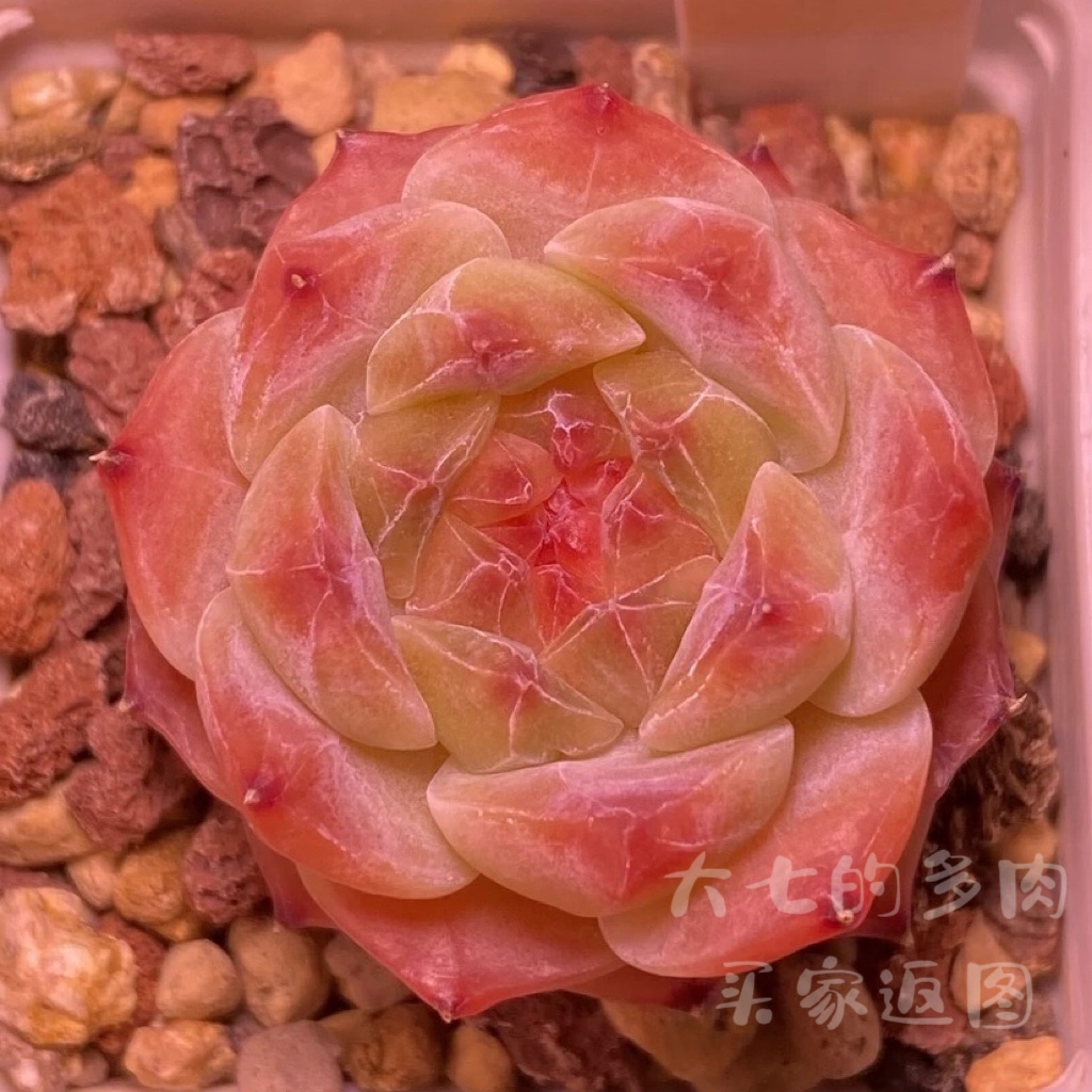 冰魄2冰珀大七的多肉一物一拍