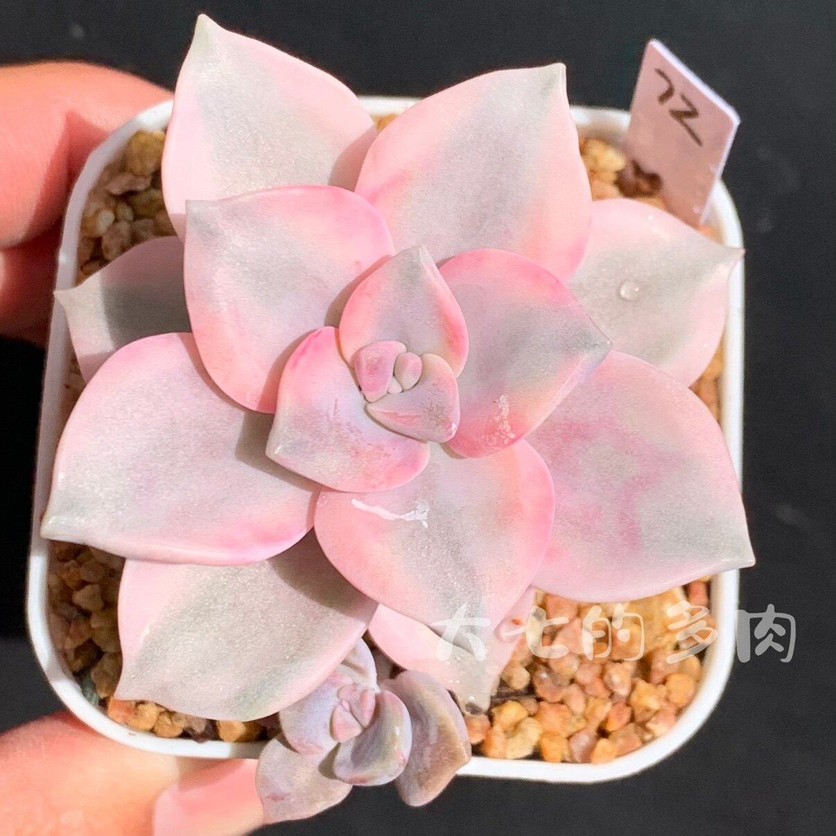 紫乐覆轮锦一物一拍大七的多肉图片