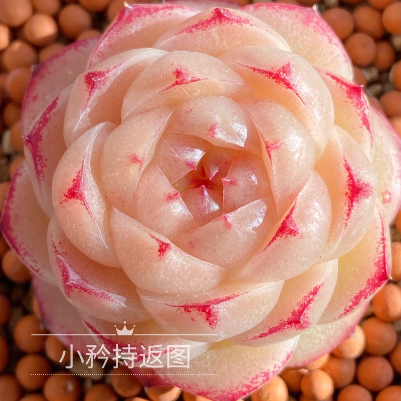 白底圆包三边大七的多肉一物一拍