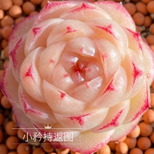 77麦秆 7-7圆包秃 一颗繁殖  一物一拍 大七的多肉 植物