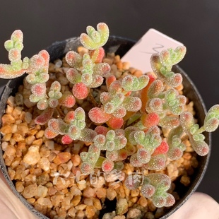 冰晶 亮晶晶的很闪 枝干番杏 多肉植物 一物一拍 大七的多