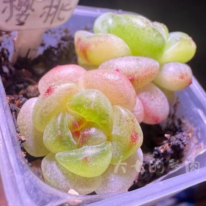 樱桃甜心 一物一拍 大七的多肉 多肉植物