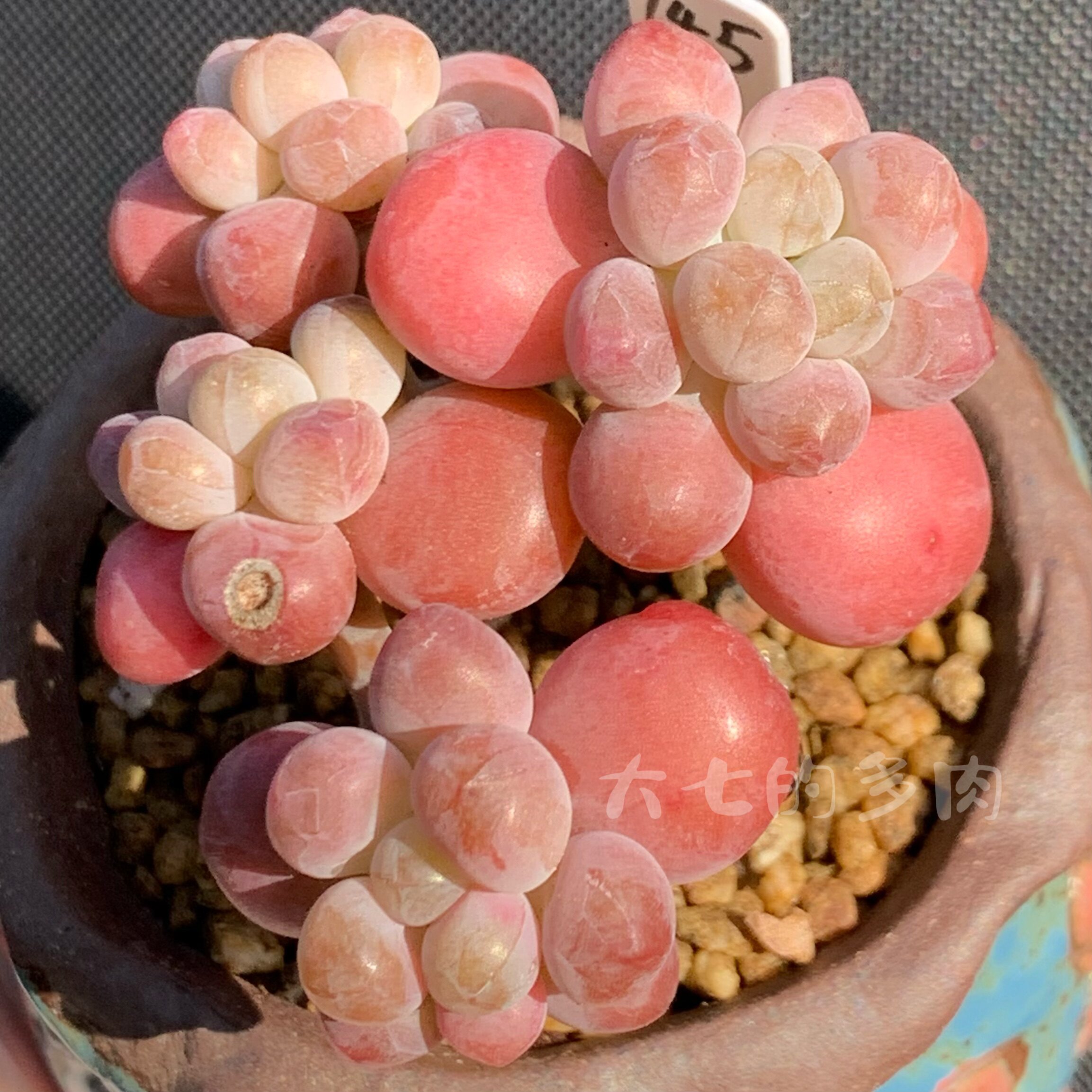 胖大星 胖嘟嘟 果冻色 多肉植物 一物一拍 大七的多