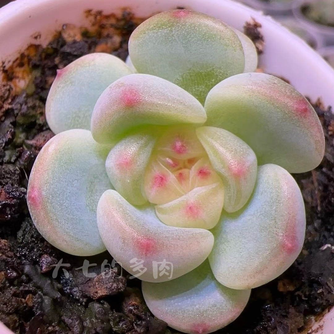 秃子甜心一物一拍大七的多肉