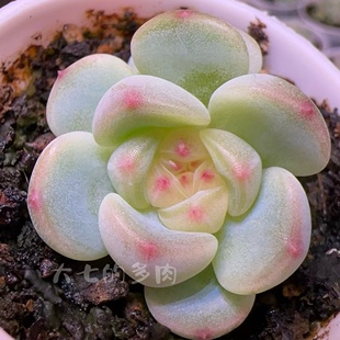 秃子甜心 一颗繁殖 多肉植物 一物一拍 大七的多肉