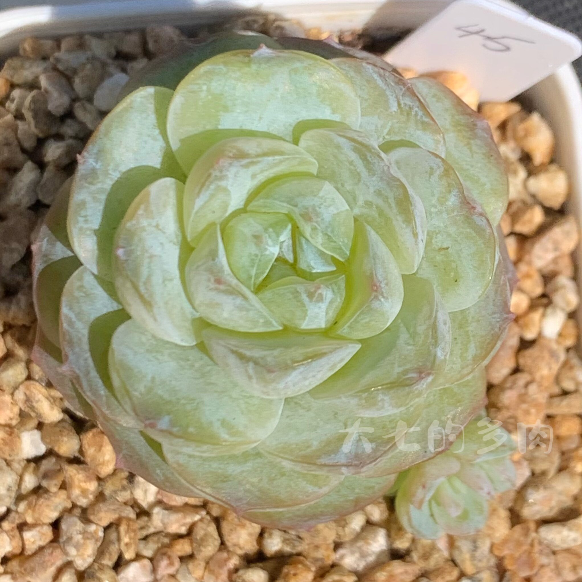 雪颜冰魄 霜糖感糖心 多肉植物 一物一拍 大七的多肉