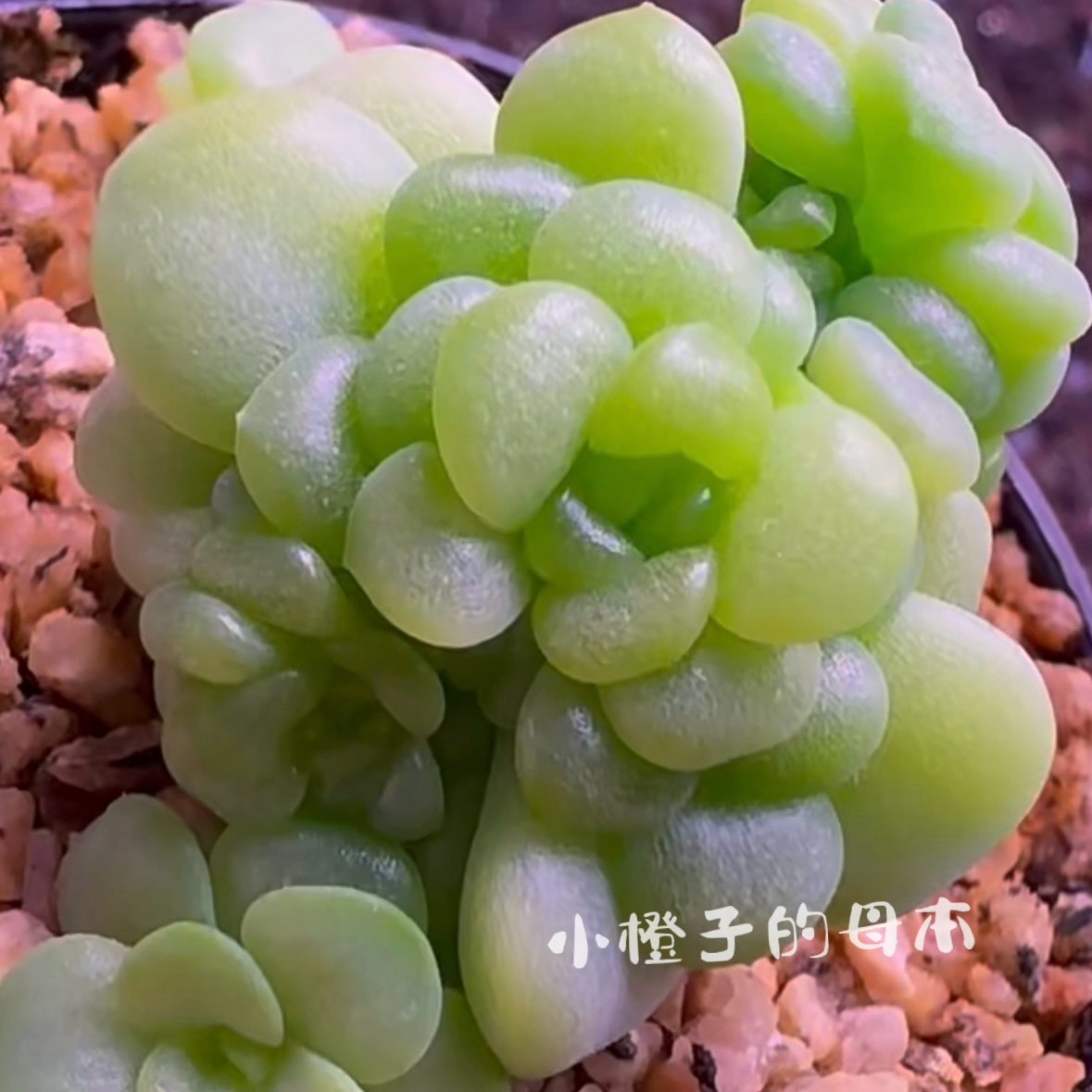 小嘟嘟麦秆一物一拍大七的多肉