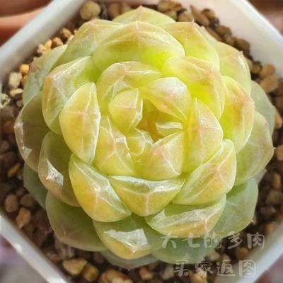 黄心冰魄大七的多肉多肉植物
