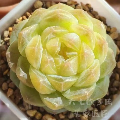 黄心冰魄大七的多肉多肉植物