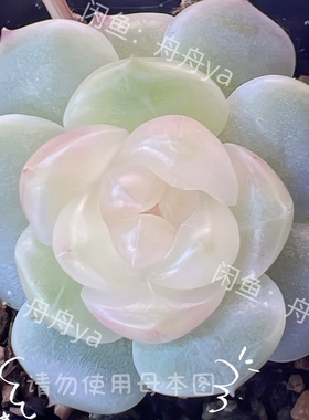 甜心荔枝 母本来自舟舟 多肉植物 一物一拍 大七的多肉