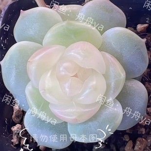 甜心荔枝 母本来自舟舟 多肉植物 一物一拍 大七的多肉