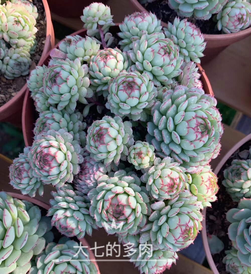 小红船 小红衣杂船长 群生 一物一拍 多肉植物 大七的多肉