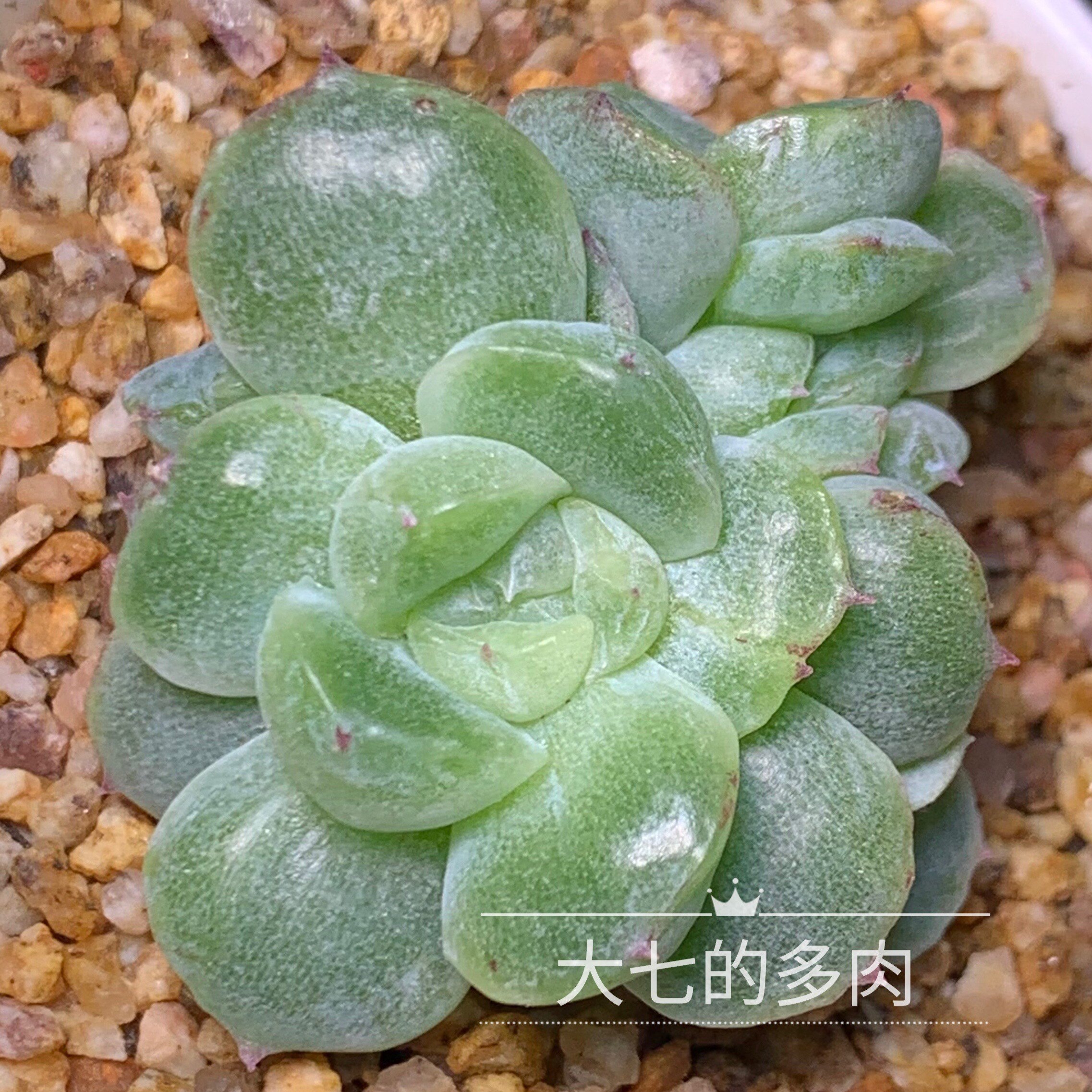 阿尔巴佳人变异  石化锦 单头/群  多肉植物 一物一拍 大七的多肉