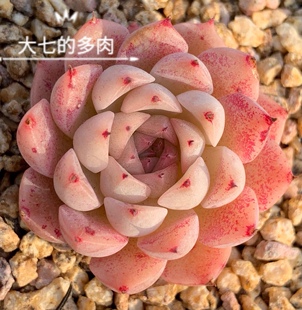 雨果 秋阳母本繁殖 包品种  多肉植物 一物一拍 大七的多肉