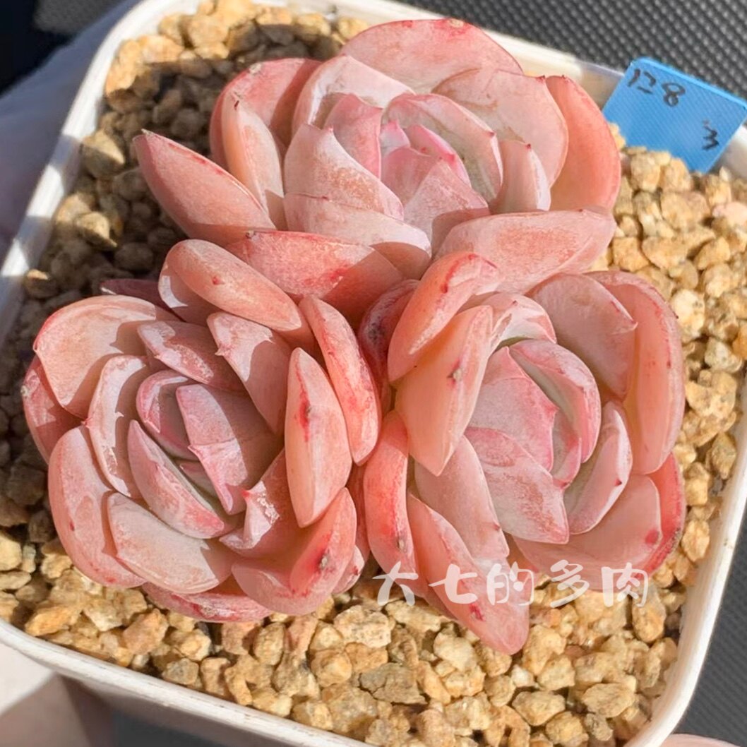 落樱 东云月影杂 暗纹系多肉植物 一物一拍 大七的多肉