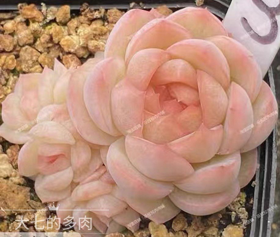 孔雀翎 巫拉拉糖心 小苗 多肉植物 一物一拍 大七的多肉