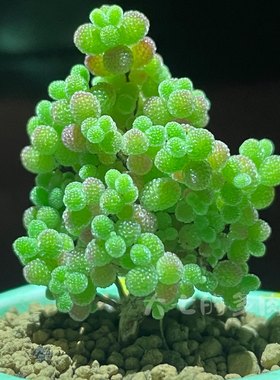 蜜橘糖球枝干大七的多肉一物一拍