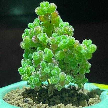 蜜橘糖球 枝干番杏带盆土 状态橘粉色 密叶  一物一拍 大七的多肉
