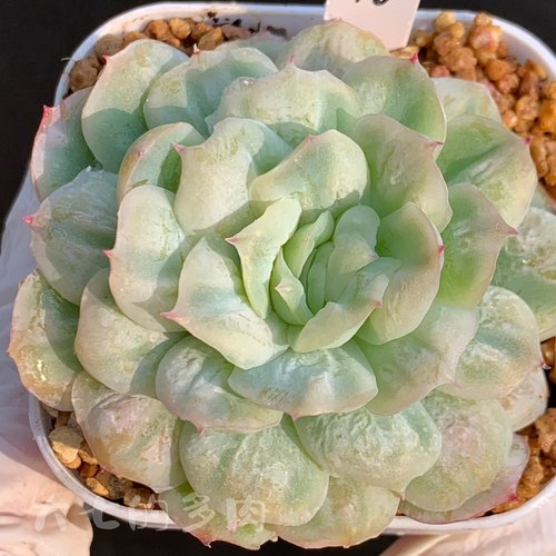 泡泡纱群一物一拍大七的多肉