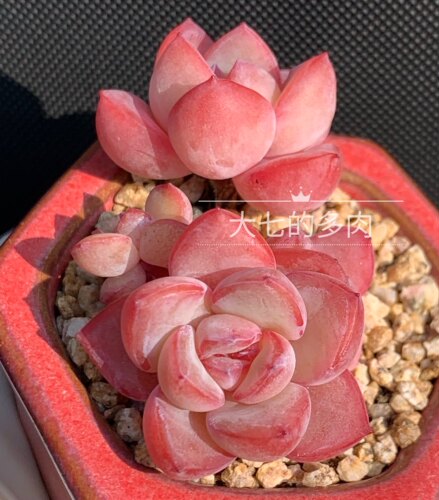 奶油泡芙大七的多肉一物一拍