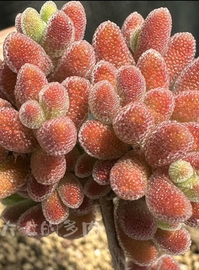 琉璃实生 枝干番杏  出状态深红色 多肉植物 一物一拍 大七的多肉