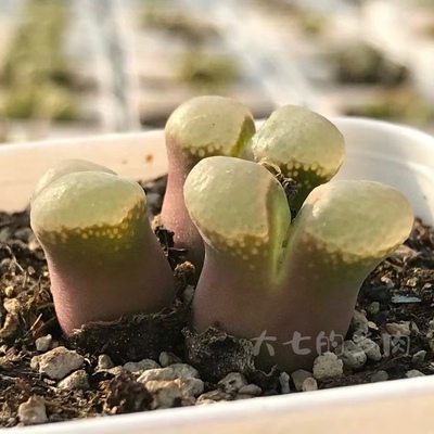 樱花风铃肉锥一物一拍大七的多肉