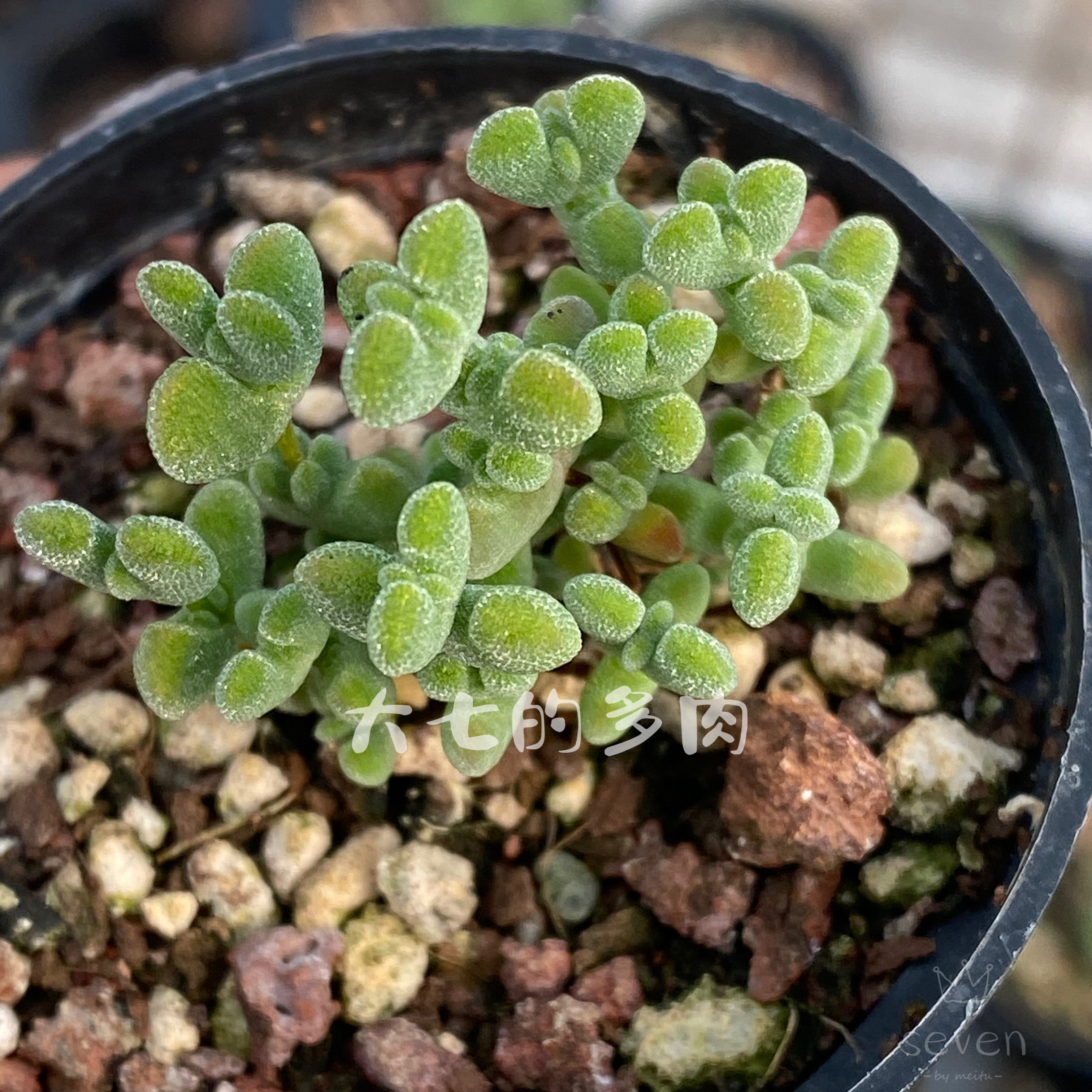 莱斯枝干番杏 莱迪史密斯 新品 多肉植物 一物一拍 大七的多肉