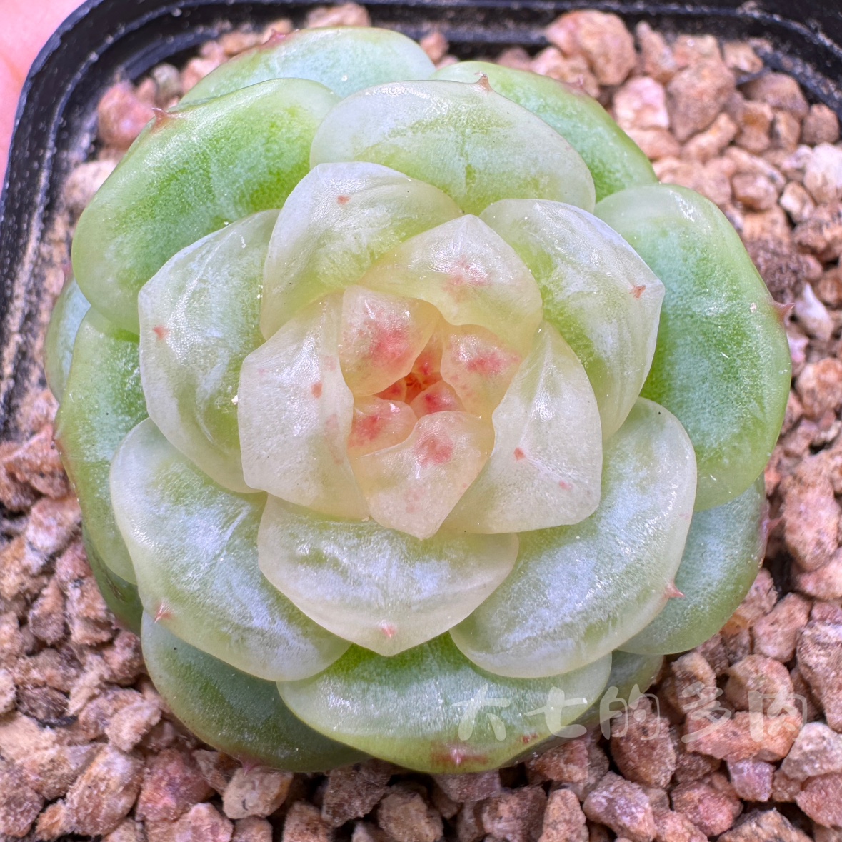 逍遥巫拉拉大七的多肉一物一拍