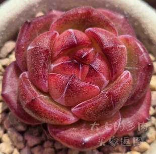夜魔侠 圆胖全透果冻体 暗纹 多肉植物一物一拍 大七的多肉