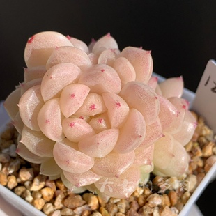 丽丽麦秆 强珠光 珍珠心秃子 定向一颗繁殖 一物一拍 大七的多肉