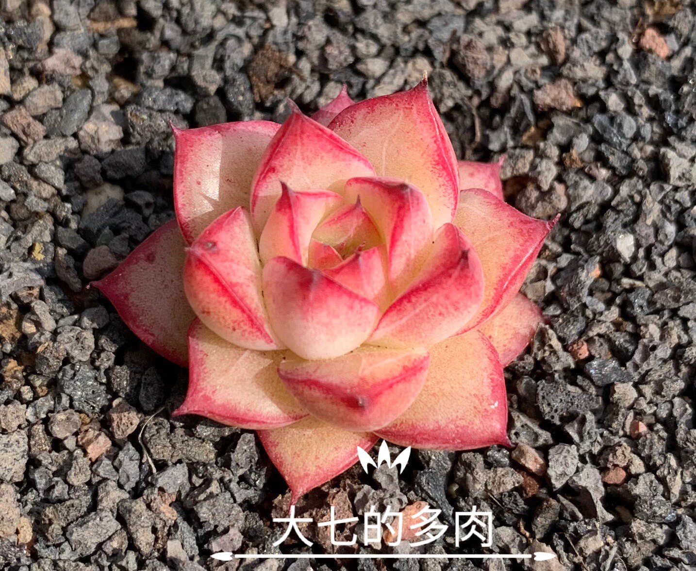 梦幻女王大七的多肉一物一拍