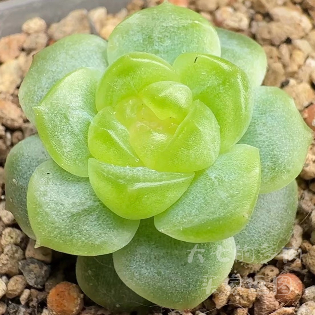 无尽灯一物一拍大七的多肉