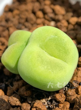 O泡 1798.78 番杏肉锥 多肉植物 一物一拍 大七的多肉