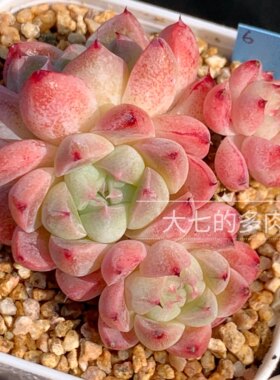 阿尔巴佳人大七的多肉一物一拍
