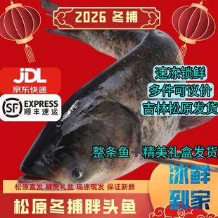 松原冬捕胖头鱼花鲢鱼大头鱼淡水5-50斤礼盒装查干臻品礼盒装包邮