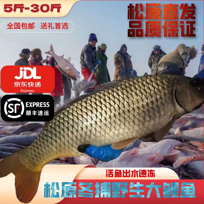 吉林松原冬捕大鲤鱼礼盒装3－20斤冬捕鳙鱼花鲢鱼冷水鱼松原包邮,水产肉类/新鲜蔬果/熟食,淡水鱼类,淘宝优惠券,粉丝福利购,淘宝优惠卷