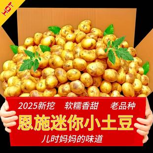 恩施高山迷你小土豆 2025正宗 粉糯香甜农家自种新鲜黄心小土豆