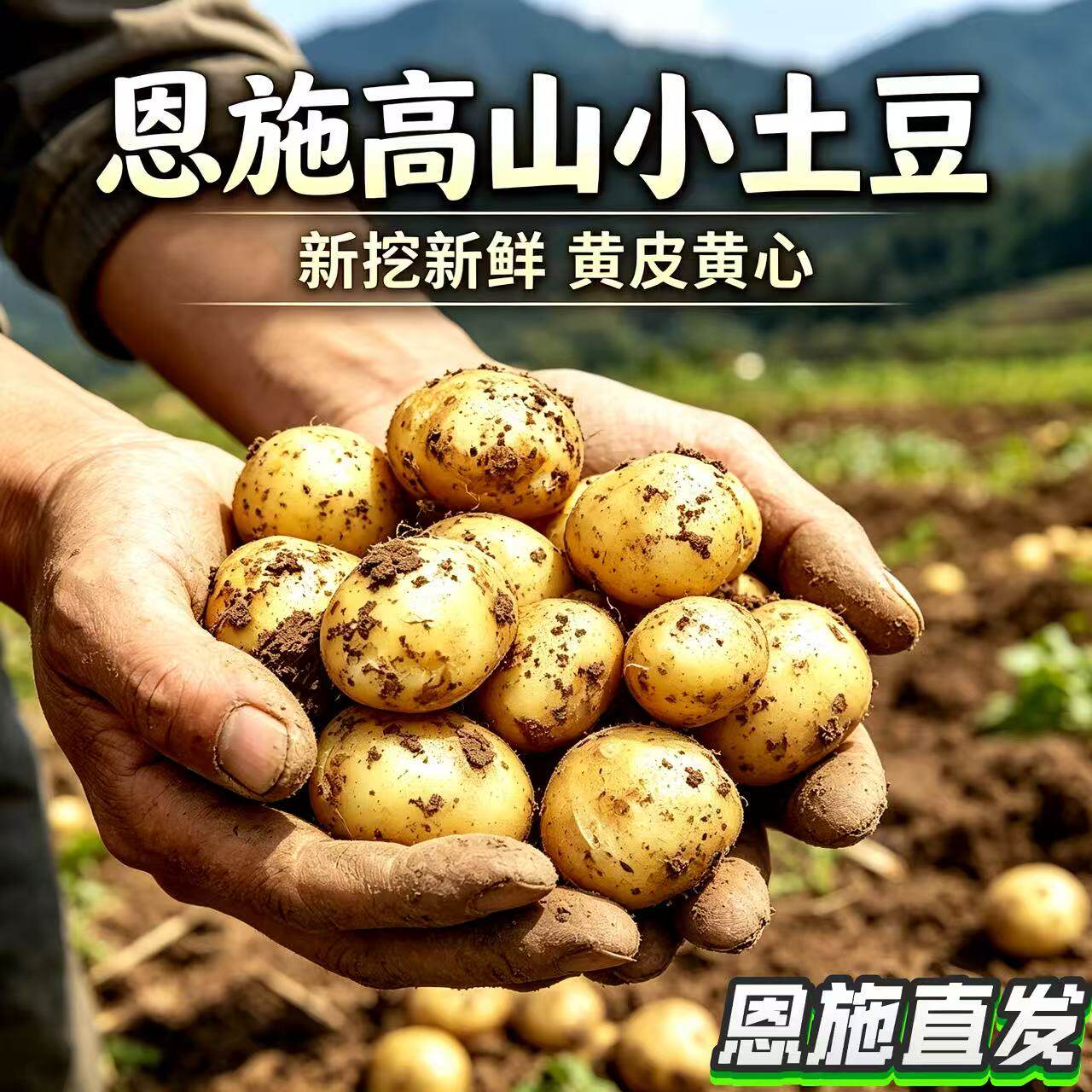 恩施高山当季黄心粉糯土豆直发