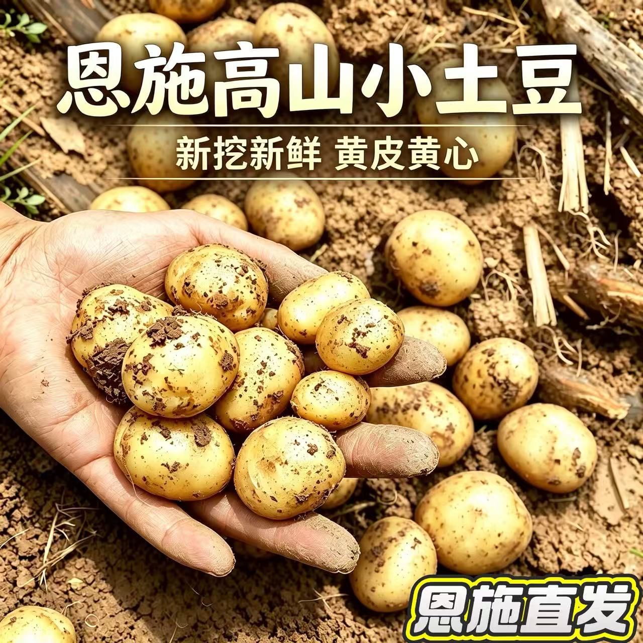 恩施高山黄心土豆当季新挖粉糯