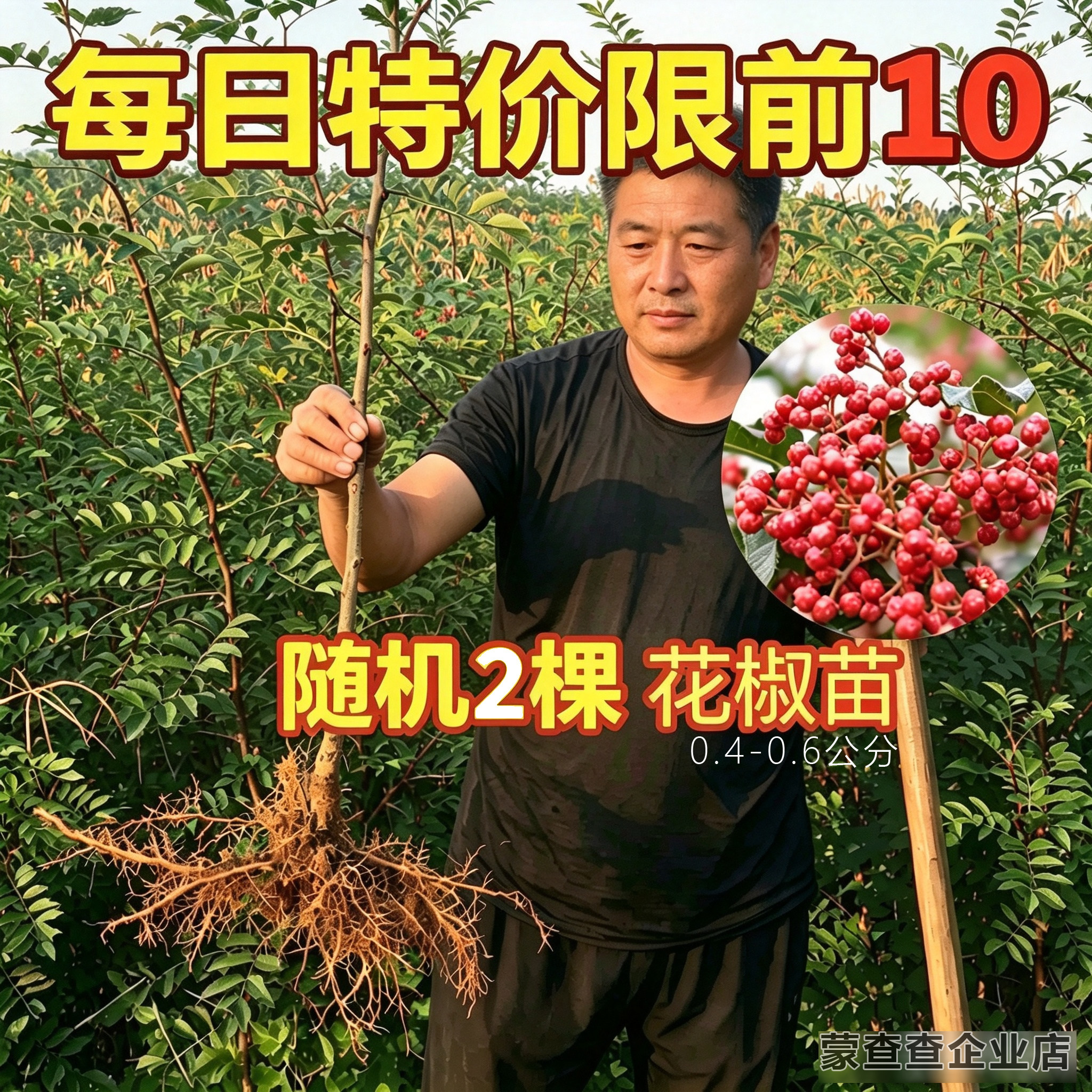 正宗大红袍花椒苗南北方种植花椒树苗地盆栽狮子头藤椒特价花椒苗