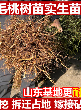 山东毛桃苗实生桃树苗砧木山东耐寒山桃苗耐寒成活率高嫁接占地