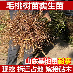 山东毛桃苗实生桃树苗砧木山东耐寒山桃苗耐寒成活率高嫁接占地