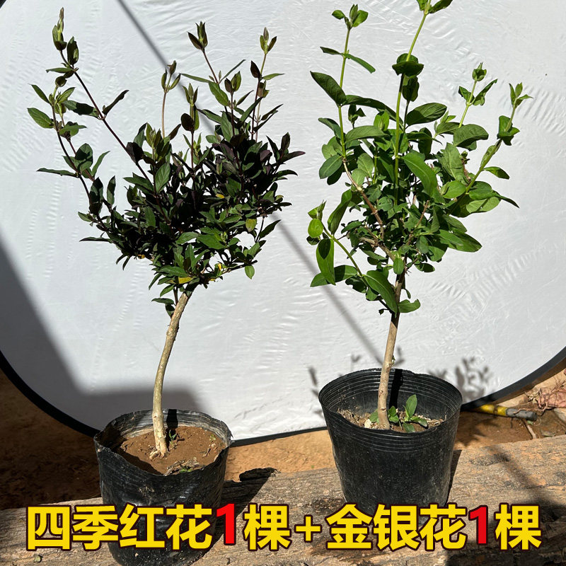 正宗四季金银花苗树形红金银花树苗爬藤赏花地道药用彩色庭院盆栽