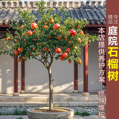 石榴树活苗大果突尼斯蒙阳红包活