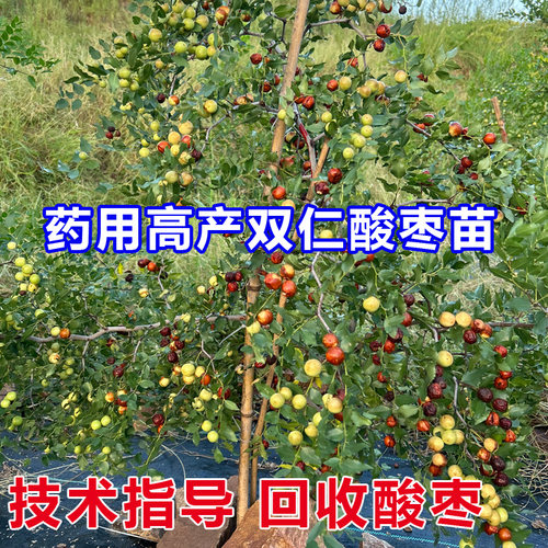 药用双仁高产酸枣苗活苗自有基地