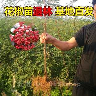 正宗大红袍花椒苗营养杯盆栽花椒树苗特麻山东花椒树小苗藤椒地栽