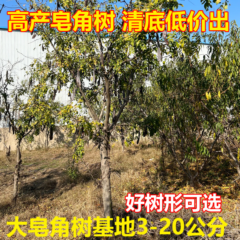 皂角树大树正宗嫁接高产无刺皂荚树苗药用绿化皂角苗正品皂角树苗