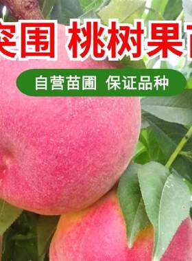 正宗红桃嫁接桃苗南北方种植