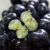 云南高山甄选阳光蓝莓 L25脆嫩爆汁馥郁花香 孕妇宝宝食