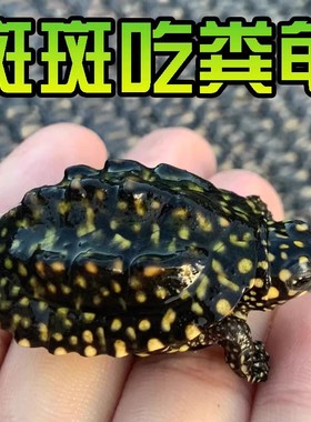 斑点龟苗黑池龟斑点苗满天星深水龟黄头侧颈水龟大鱼缸龟四大名龟
